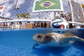 Rùa tiên tri “phán” Brazil thắng Croatia trong trận mở màn World Cup 2014