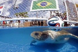 Rùa tiên tri “phán” Brazil thắng Croatia trong trận mở màn World Cup 2014