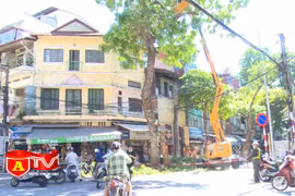 Cắt tỉa 93.162 cây xanh để phòng ngừa hậu quả do mưa bão
