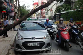 Cây đổ đè trúng taxi, lái xe chạy “mất dép"