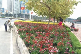 Nhức mắt cảnh trộm hoa nơi công cộng