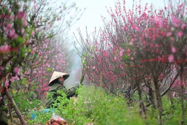 Hà Nội, Tết và hoa