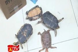 Phát hiện vụ vận chuyển, buôn bán trái phép rùa trán vàng