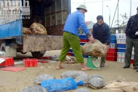 Buôn bán, vận chuyển trái phép ĐVHD diễn biến phức tạp 