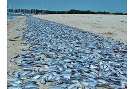 Formosa thừa nhận gây ra hiện tượng cá chết hàng loạt