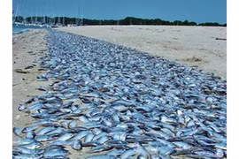 Formosa thừa nhận gây ra hiện tượng cá chết hàng loạt