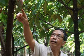 Người trồng cây ca cao đầu tiên ở Việt Nam