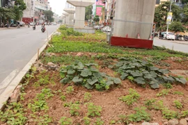 Trồng rau trên dải phân cách, ven đường: Tưởng "sạch" hóa nhiễm đầy chất độc!