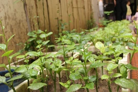 Lạc vào những "vườn rau mini" của người dân Hà Nội