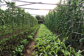 Lạ lùng nông trại rau sạch "6 không" Tuệ Viên