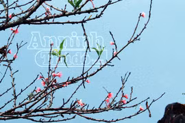 Sa Pa tràn ngập sắc hoa đào trong nắng thu