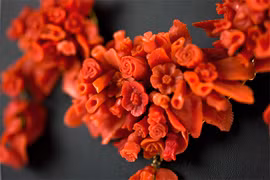 Trồng san hô để bảo tồn nghề làm trang sức