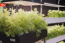 Hội chợ trưng bày sản phẩm mang tính bền vững nổi bật 