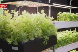 Hội chợ trưng bày sản phẩm mang tính bền vững nổi bật 