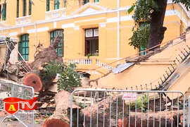 Nguy cơ tai nạn do cây đổ mùa mưa bão