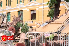 Nguy cơ tai nạn do cây đổ mùa mưa bão