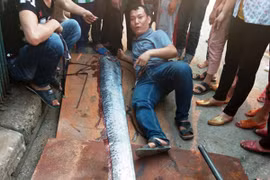 Cá mái chèo dài 3,6 mét còn sống dạt vào bờ biển