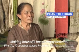 Hãng thông tấn AFP: Độc đáo nghề dệt lụa từ tơ sen của Việt Nam