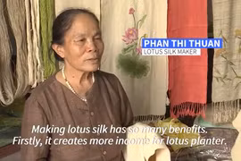 Hãng thông tấn AFP: Độc đáo nghề dệt lụa từ tơ sen của Việt Nam