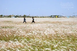 Xuất hiện bãi cỏ lau khổng lồ, đẹp như tranh ngay sát Hà Nội