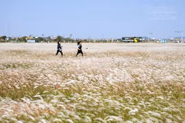 Xuất hiện bãi cỏ lau khổng lồ, đẹp như tranh ngay sát Hà Nội