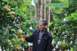 Lão nông "phù phép" nên cây thập quả