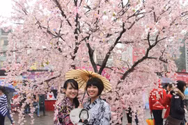 Ngắm hoa anh đào khoe sắc ở Thủ đô