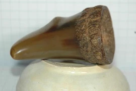 Chiếc sừng tê giác rởm và cú lừa điếng người giá... 240 triệu