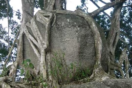 Ngắm cây sanh 'có 1 không 2', giá hàng chục tỷ