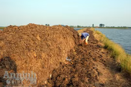 Nhặt bộn tiền từ nghề vớt rong biển