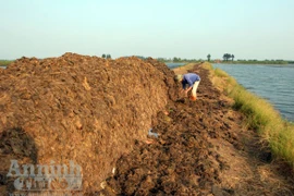 Nhặt bộn tiền từ nghề vớt rong biển