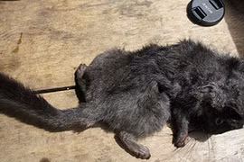 Đi bẫy "chuột tuyệt chủng 11 triệu năm"