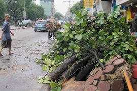 Một loạt cây xanh bật gốc sau trận mưa lớn