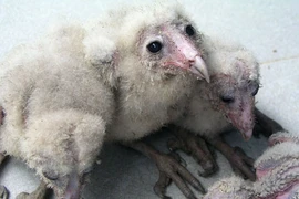 Bầy chim lạ to lớn, mặt mũi kỳ dị chính là cú lợn