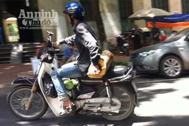 Cây sưa vừa hạ, dân lao vào…"xin"