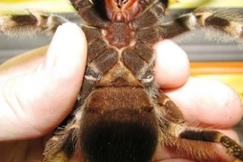 Rợn người với thú cưng của “teen” Hà Nội (Phần 1)