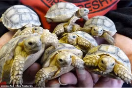 Rùa siêu "mắn" sinh hạ...45 con