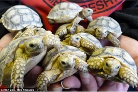 Rùa siêu "mắn" sinh hạ...45 con