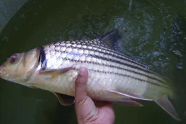 Giải cứu loài cá bí ẩn trên dòng Mê Kông