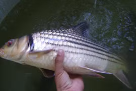 Giải cứu loài cá bí ẩn trên dòng Mê Kông