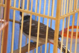 Rao bán chim chào mào lạ giá 100 triệu đồng