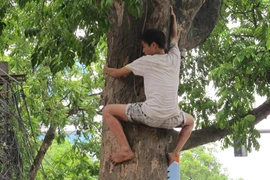 Rợn người xem “Xuân tóc đỏ” thời nay trèo sấu