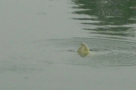 Những hình ảnh đầu tiên của cụ Rùa về lại hồ Gươm