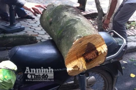 "Xin" cây sưa như xin rau