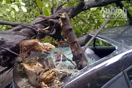 Đa cổ bật gốc, đè trúng ôtô mới tinh