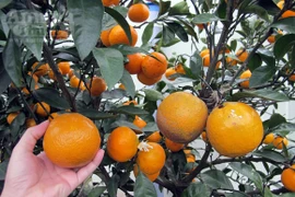 Ngỡ ngàng lạc vào vườn quýt “khủng”