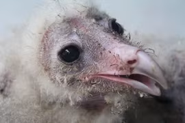 Phát hiện bầy chim lạ, to lớn, mặt mũi kỳ dị