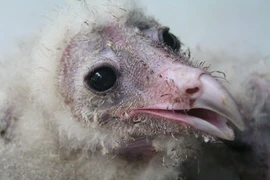 Phát hiện bầy chim lạ, to lớn, mặt mũi kỳ dị