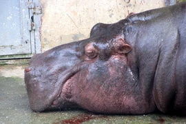 Sự thật vụ “hà mã Vườn thú Hà Nội bị thương, chảy máu loang lổ”