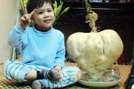Chuyện lạ có thật: Củ đậu hình trái tim nặng gần 14kg ở Hà Nội